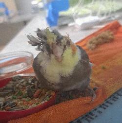 Cockatiel