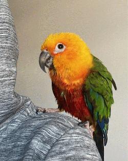 Conure