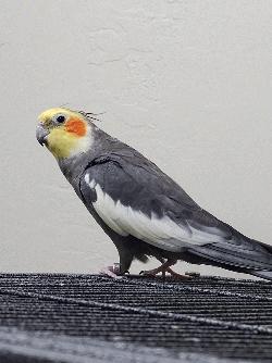 Cockatiel