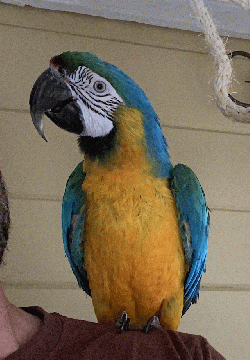 Macaw