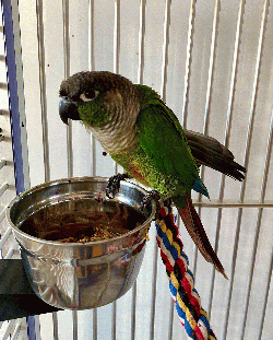 Conure