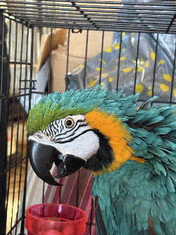 Macaw