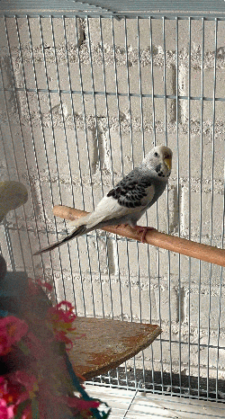 Parakeet