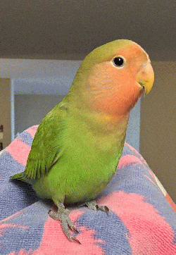 Lovebird