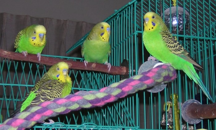 Budgie Gang