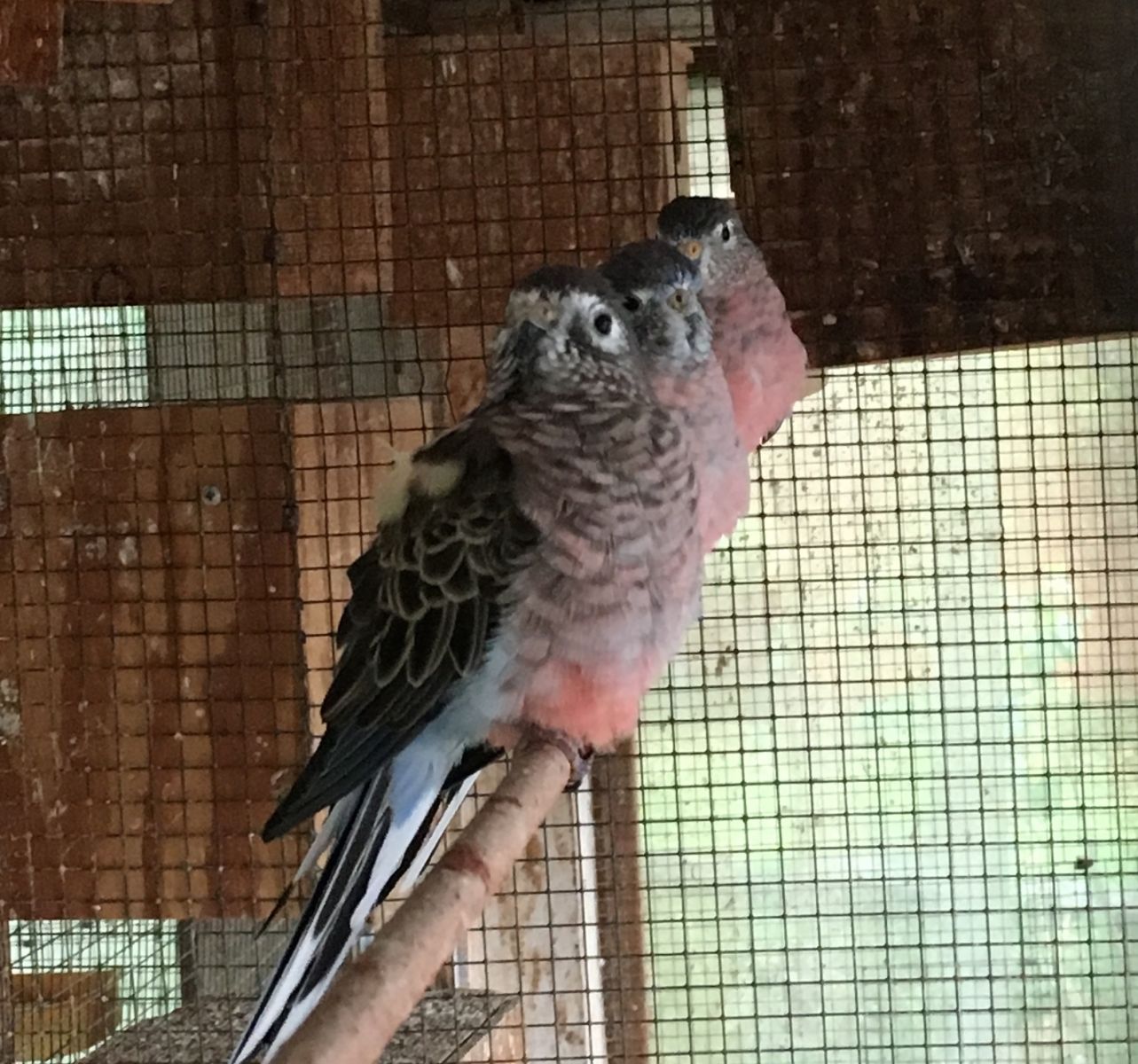 Rescued Rosellas