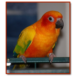 Sun Conure