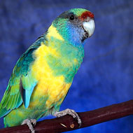 Mallee Ringneck