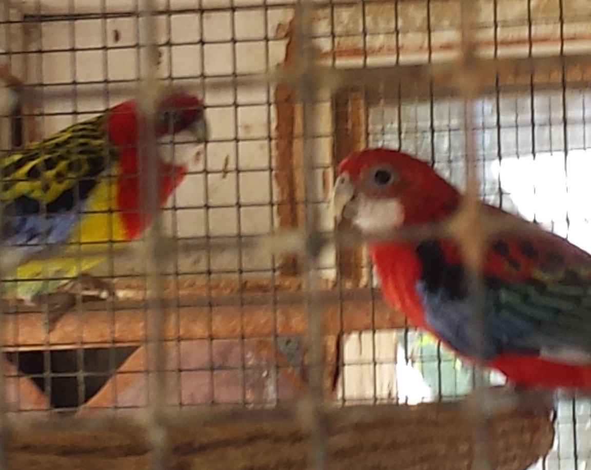 Rescued Rosellas